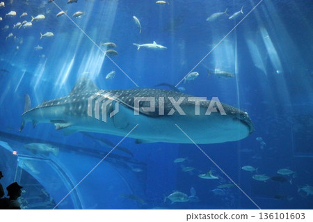 沖繩美麗海水族館，沖繩縣 136101603