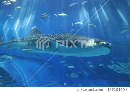 Okinawa Churaumi Aquarium, Okinawa Prefecture Okinawa Churaumi Aquarium, Okinawa Prefecture 136101604