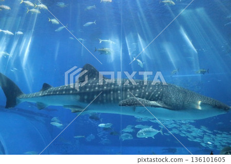 Okinawa Churaumi Aquarium, Okinawa Prefecture Okinawa Churaumi Aquarium, Okinawa Prefecture 136101605