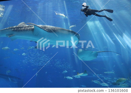 Okinawa Churaumi Aquarium, Okinawa Prefecture Okinawa Churaumi Aquarium, Okinawa Prefecture 136101608