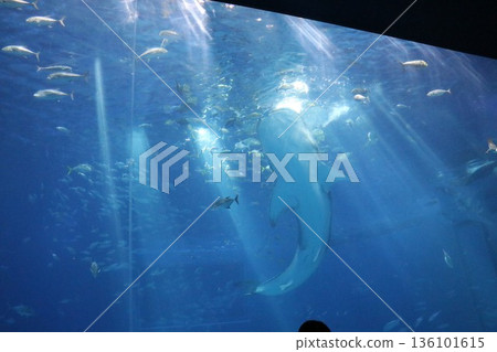 沖繩美麗海水族館，沖繩縣 136101615