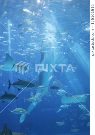 沖繩美麗海水族館，沖繩縣 136101616