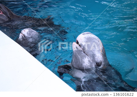 Adventure World, dolphin feeding 136101622