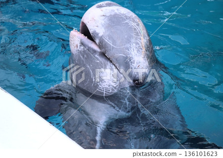 Adventure World, dolphin feeding Adventure World, dolphin feeding 136101623