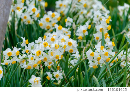Pure Japanese daffodil flowers growing in clusters in the winter light Pure Japanese daffodil flowers growing in clusters in the winter light 136101625
