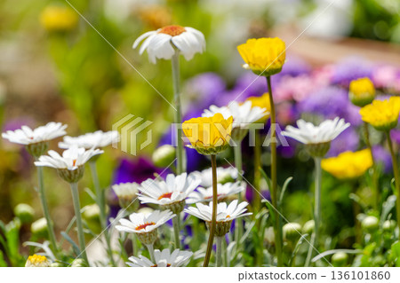 Delicate yellow and white flowers blooming in the spring sunshine Delicate yellow and white flowers blooming in the spring sunshine 136101860