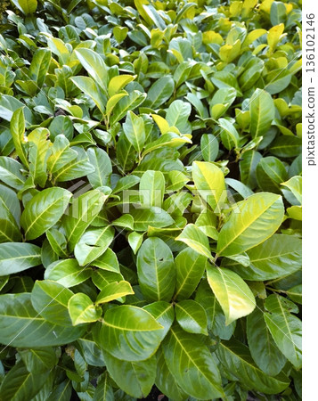 Close-up of the dense green leaves of an evergreen shrub 136102146
