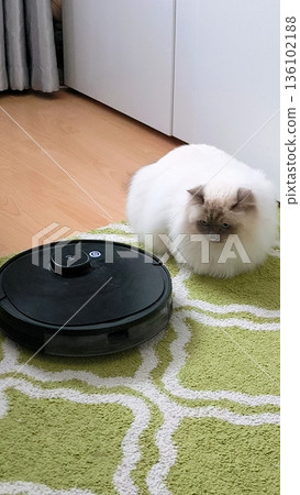 A Burmese cat watches a robotic vacuum cleaner on a carpet with interest. A Burmese cat watches a robotic vacuum cleaner on a carpet with interest. 136102188