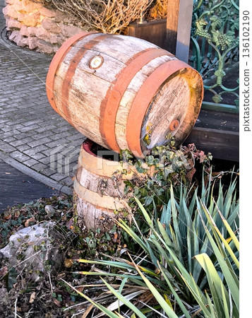Decorative composition of old wine barrels overgrown with ivy Decorative composition of old wine barrels overgrown with ivy 136102190