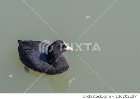 Profile of a coot swimming gracefully on the water's surface 136102197