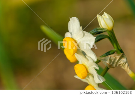 Close-up of Japanese daffodils blooming beautifully in the winter field 136102198