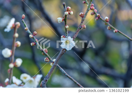 White plum blossoms and buds on the branches signal the arrival of early spring 136102199