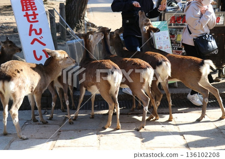 A girl feeding deer crackers sold in Nara Park A girl feeding deer crackers sold in Nara Park 136102208