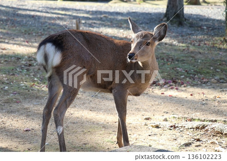 奈良公園裡，一個女孩正在餵鹿吃鹿餅乾。 136102223