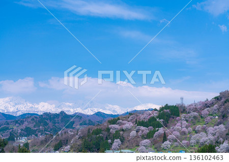 [Spring in Satoyama] Sakura in Ogawa Village and Nitanda [Nagano Prefecture] 136102463