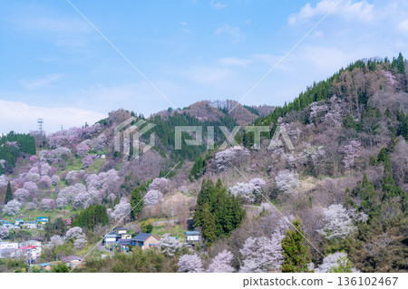 [Spring in Satoyama] Sakura in Ogawa Village and Nitanda [Nagano Prefecture] 136102467