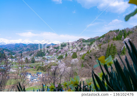 [Spring in Satoyama] Sakura in Ogawa Village and Nitanda [Nagano Prefecture] 136102476