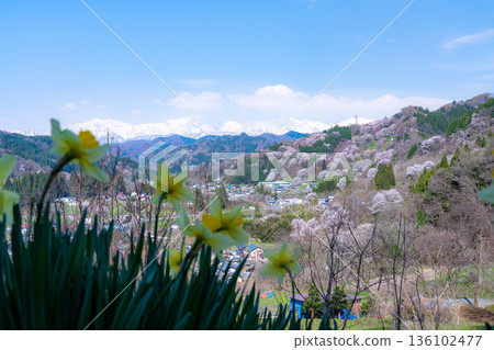 [Spring in Satoyama] Sakura in Ogawa Village and Nitanda [Nagano Prefecture] 136102477