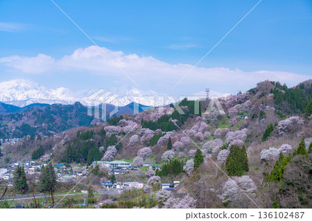 [里山的春天]小川村和二反田的櫻花[長野縣] 136102487