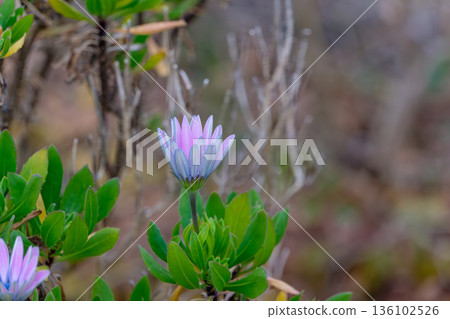 紫羅蘭的紫色花苞靜靜等待綻放。 136102526