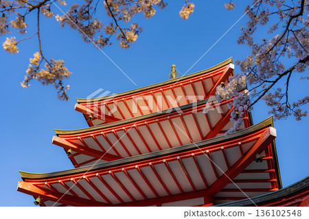[Spring Material] Chureito Pagoda and cherry blossoms at Arakurayama Sengen Park in the morning [Yamanashi Prefecture] 136102548