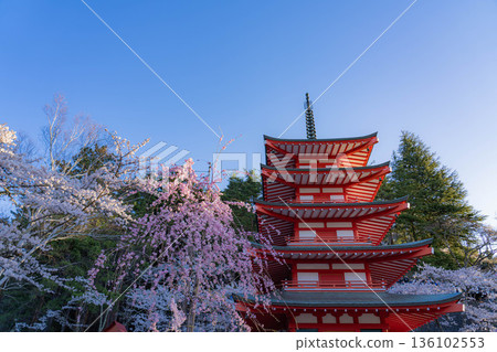 [Spring Material] Chureito Pagoda and cherry blossoms at Arakurayama Sengen Park in the morning [Yamanashi Prefecture] 136102553