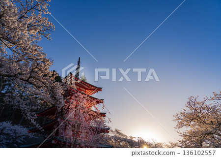 【春季素材】清晨荒倉山淺間公園的忠實塔與櫻花【山梨郡】 【春季素材】清晨荒倉山淺間公園的忠實塔與櫻花【山梨郡】 136102557