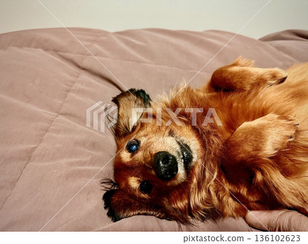 13歲的臘腸犬正在放鬆 13歲的臘腸犬正在放鬆 136102623