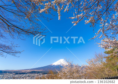 【春季素材】從荒倉山淺間公園看到的富士山和櫻花【山梨縣】 136102682