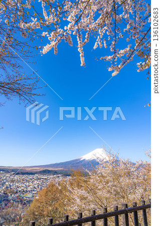 【春季素材】從荒倉山淺間公園看到的富士山和櫻花【山梨縣】 136102683