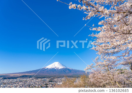 【春季素材】從荒倉山淺間公園看到的富士山和櫻花【山梨縣】 【春季素材】從荒倉山淺間公園看到的富士山和櫻花【山梨縣】 136102685