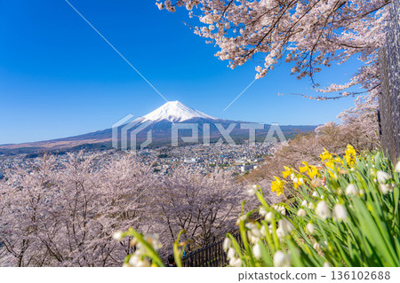 [Spring Material] Mt. Fuji and Cherry Blossoms as Seen from Arakurayama Sengen Park [Yamanashi Prefecture] 136102688