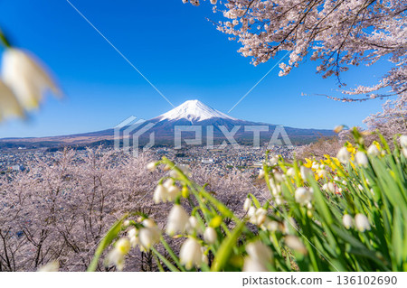【春季素材】從荒倉山淺間公園看到的富士山和櫻花【山梨縣】 【春季素材】從荒倉山淺間公園看到的富士山和櫻花【山梨縣】 136102690