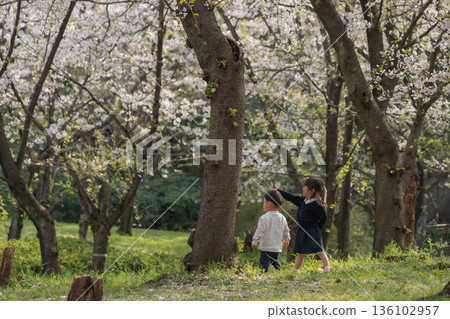 一對蹣跚學步的兄妹在櫻花盛開的公園裡玩耍 一對蹣跚學步的兄妹在櫻花盛開的公園裡玩耍 136102957