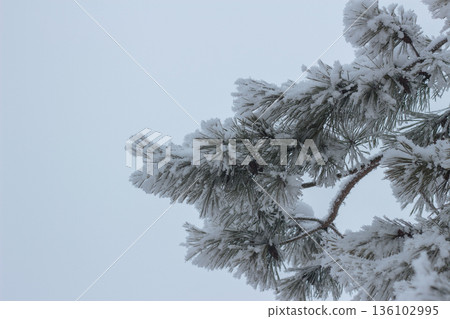 Pine Branch Covered in Thick White Hoarfrost on Winter Day Pine Branch Covered in Thick White Hoarfrost on Winter Day 136102995