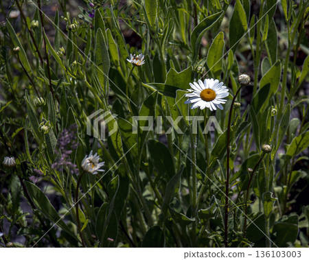 Leucanthemum vulgare or Daisy in the Dnipro Botanical Garden, Ukraine Leucanthemum vulgare or Daisy in the Dnipro Botanical Garden, Ukraine 136103003