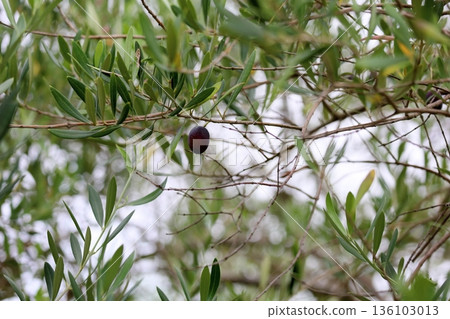 Olives turning color 136103013