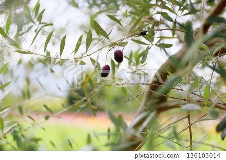 Olives turning color 136103014