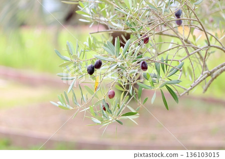 橄欖變色 橄欖變色 136103015