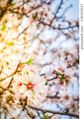 almond tree bloom almond tree bloom 136103037