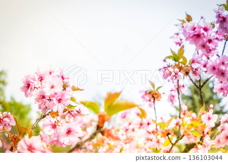 Cherry tree blossom 136103044