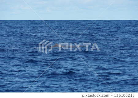 False killer whale swims at the ocean surface with visible dorsal fins against deep blue water and clear sky 136103215