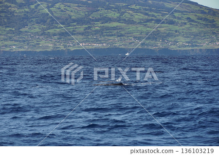 False killer whale surfaces in the Atlantic Ocean near Pico Island, with green volcanic slopes in the background and textured blue water 136103219