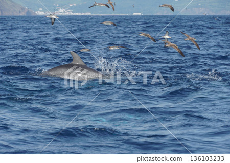 Common dolphin swims at the ocean surface near the Azores, surrounded by seabirds during active feeding, with deep blue water and dynamic motion Common dolphin swims at the ocean surface near the Azores, surrounded by seabirds during active feeding, with deep blue water and dynamic motion 136103233