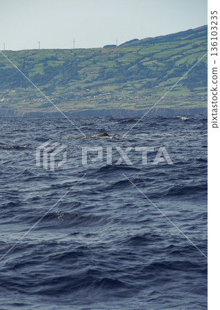 False killer whale surfaces in the Atlantic Ocean near Pico Island, with green volcanic slopes in the background and textured blue water 136103235
