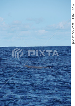 False killer whale swims at the ocean surface with visible dorsal fins against deep blue water and clear sky 136103237