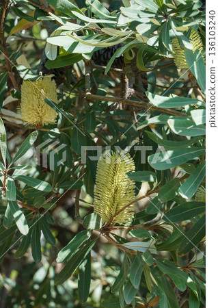 Yellow banksia flower spikes grow among dense green leaves on an evergreen shrub in natural daylight 136103240