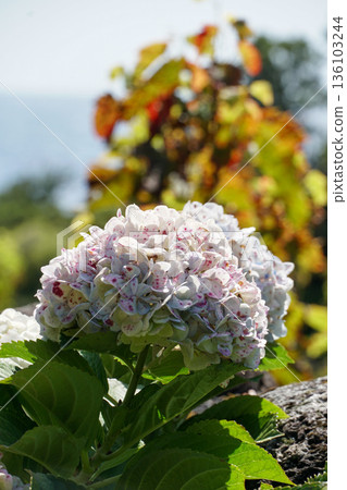 White hydrangea flower cluster with soft pink speckles blooms in natural sunlight against a blurred green background White hydrangea flower cluster with soft pink speckles blooms in natural sunlight against a blurred green background 136103244