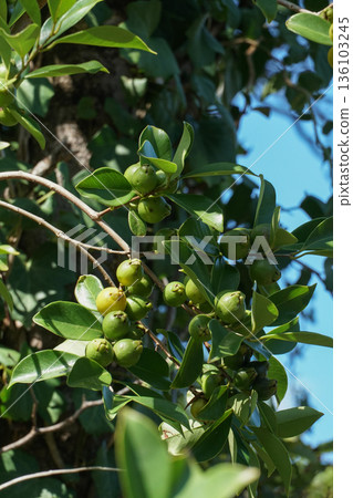 Green loquat fruits and glossy leaves fill the branches of a loquat tree (Eriobotrya japonica) with sunlight filtering through, dense foliage 136103245