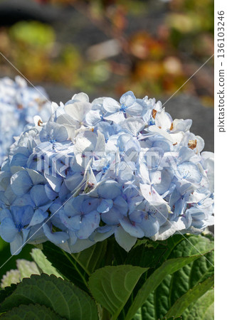 Light blue hydrangea flower cluster blooms in natural sunlight with fresh green leaves and soft background Light blue hydrangea flower cluster blooms in natural sunlight with fresh green leaves and soft background 136103246